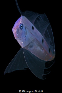 Third image of the ribbonfish by Giuseppe Piccioli 